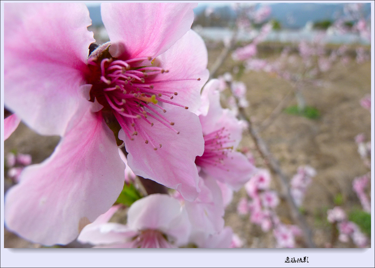 春日小记--桃花朵朵开