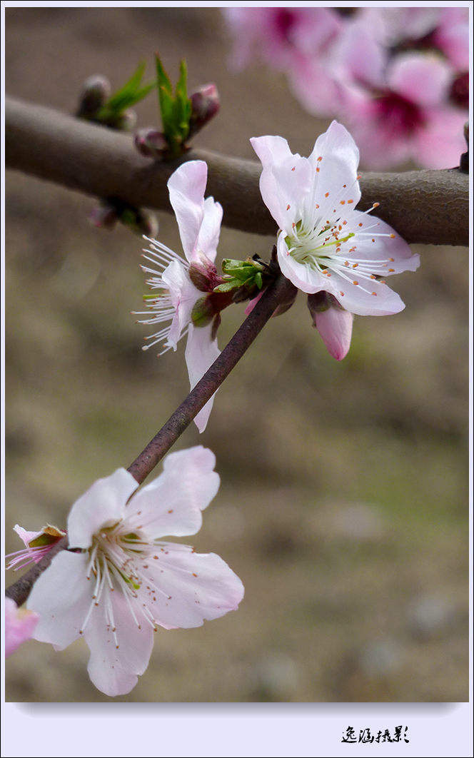 春日小记--桃花朵朵开