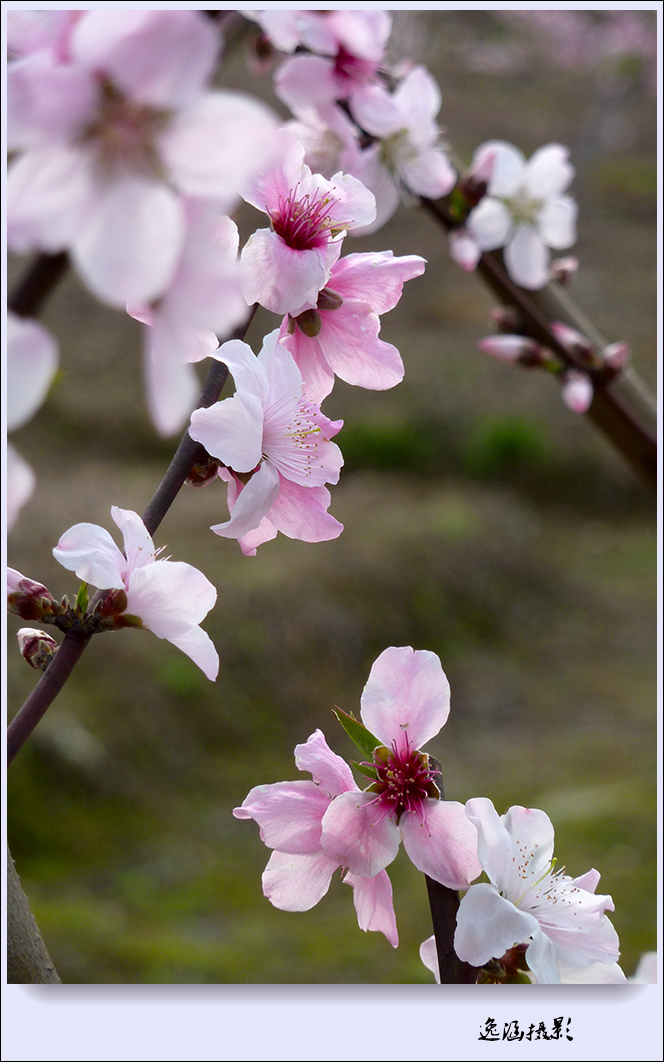 春日小记--桃花朵朵开