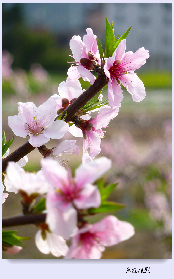 春日小记--桃花朵朵开