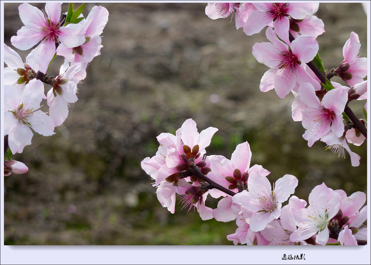 春日小记--桃花朵朵开
