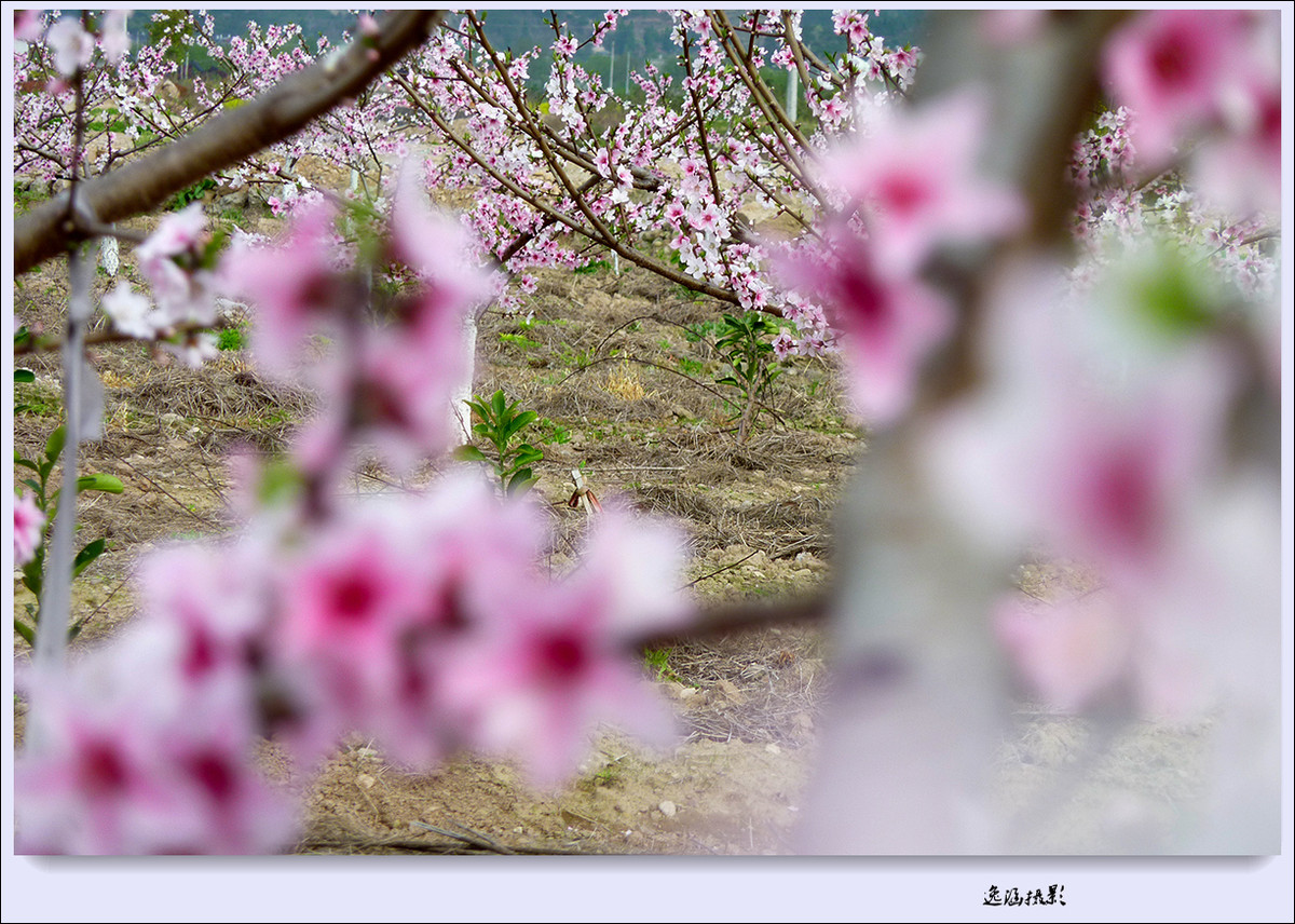 春日小记--桃花朵朵开