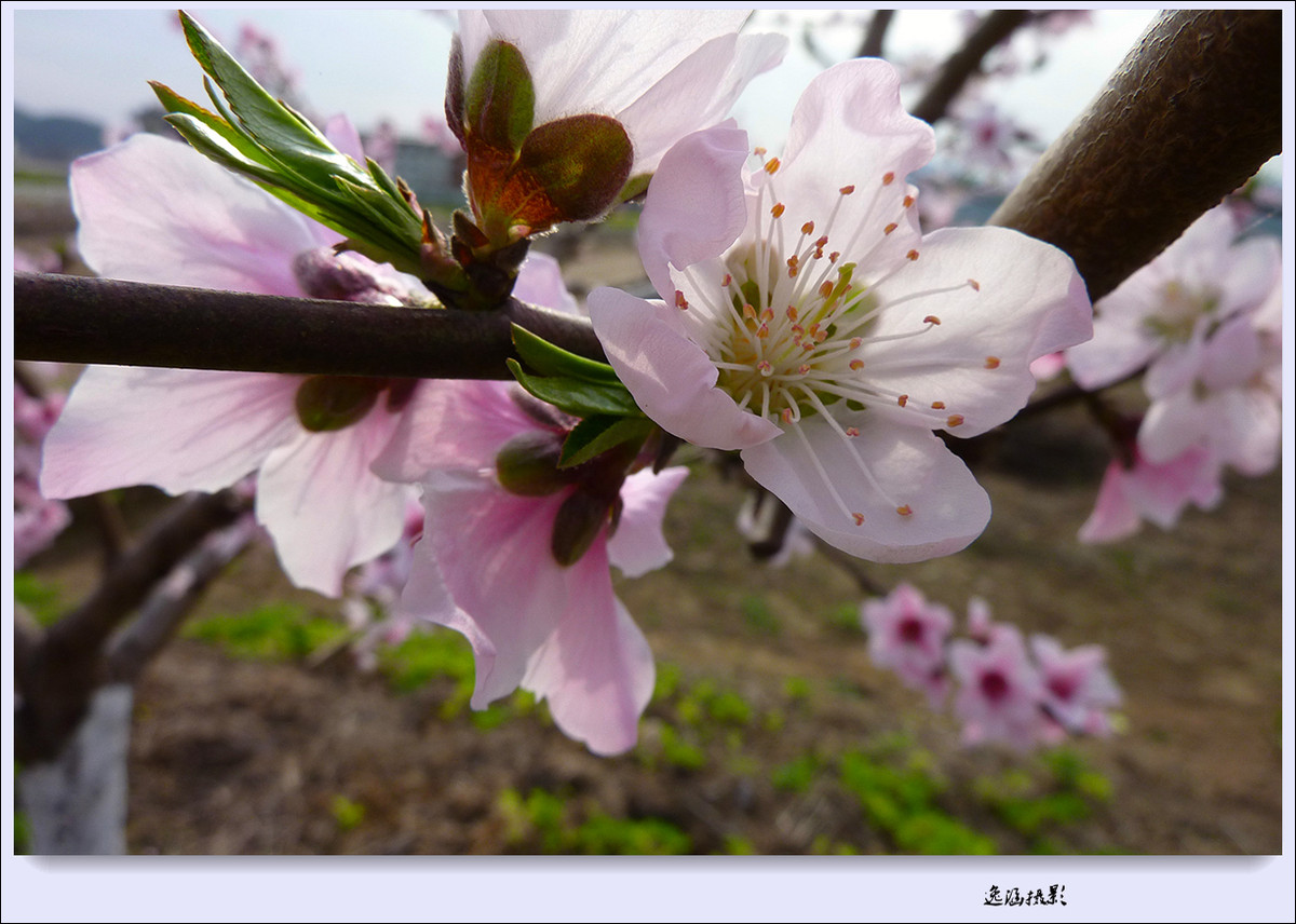 春日小记--桃花朵朵开