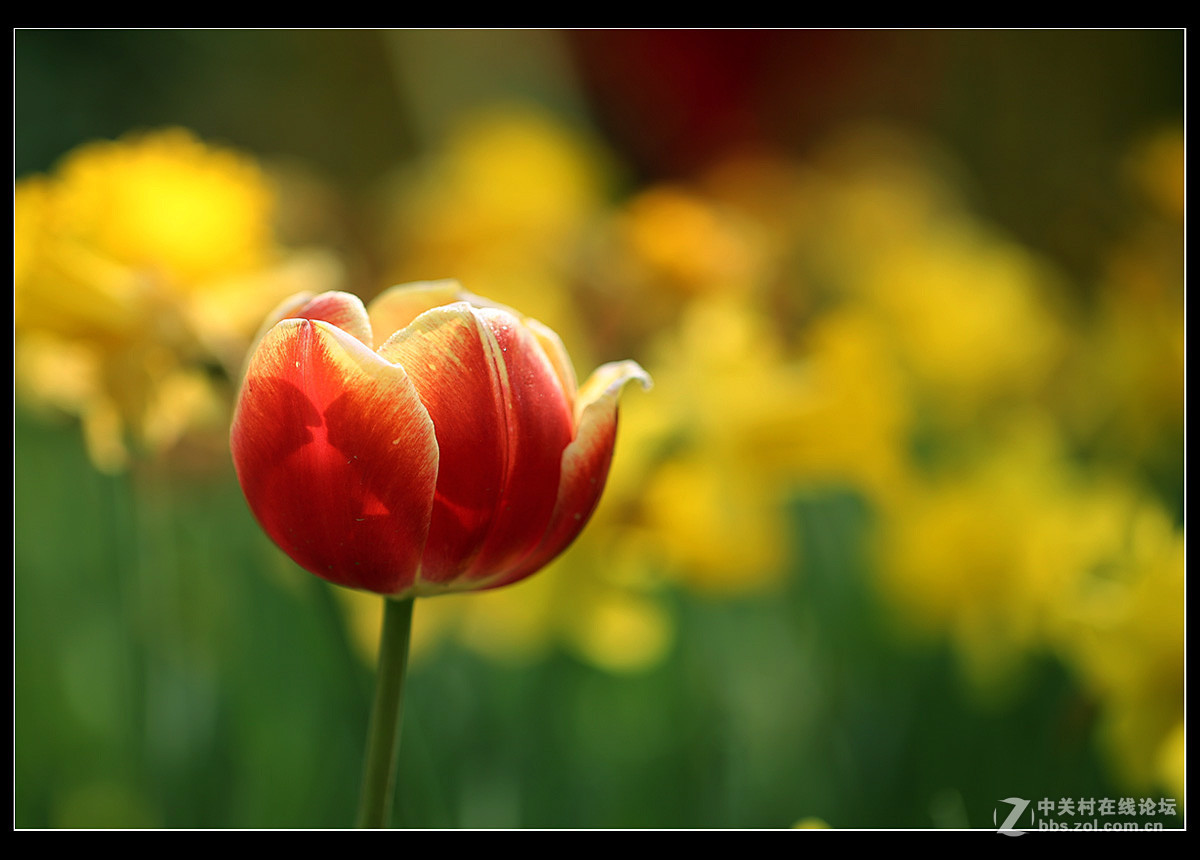 光彩夺目的郁金香