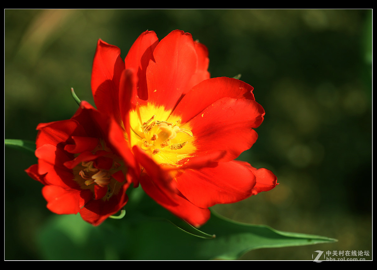 光彩夺目的郁金香