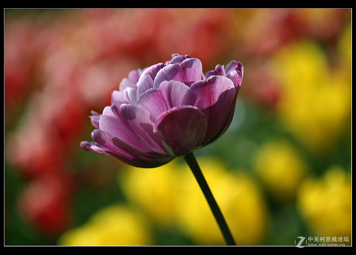 光彩夺目的郁金香