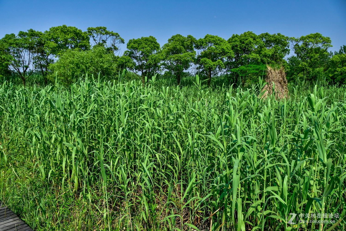江苏苏州爱国主义教育基地芦苇荡2