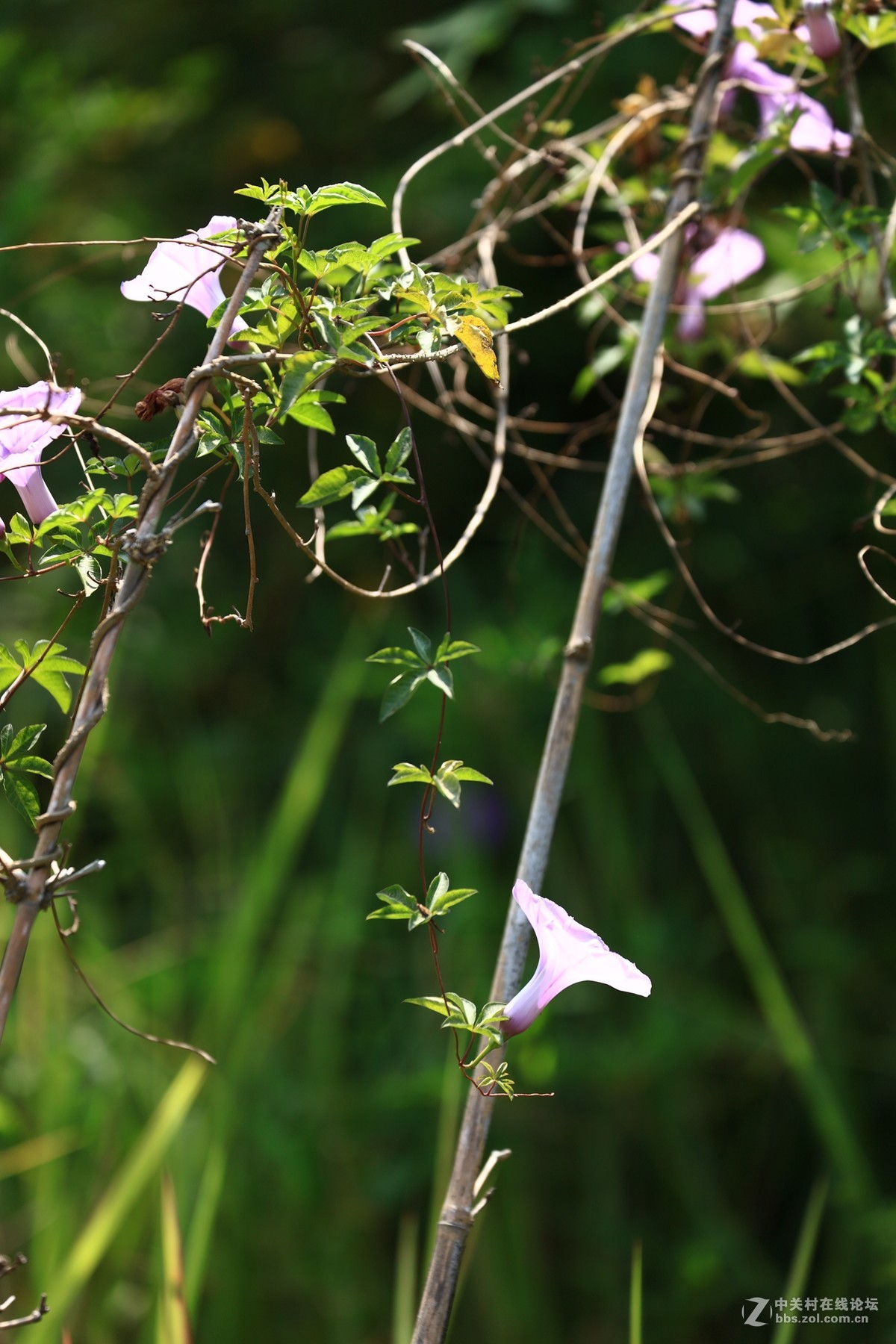 小小牵牛花开满竹篱笆