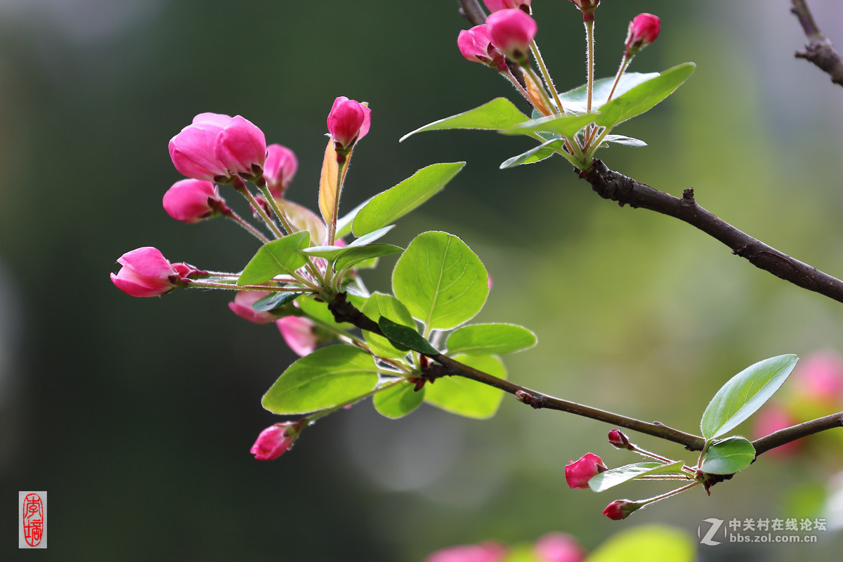 #佳能月赛-与佳能一起去踏青#－－海棠放春