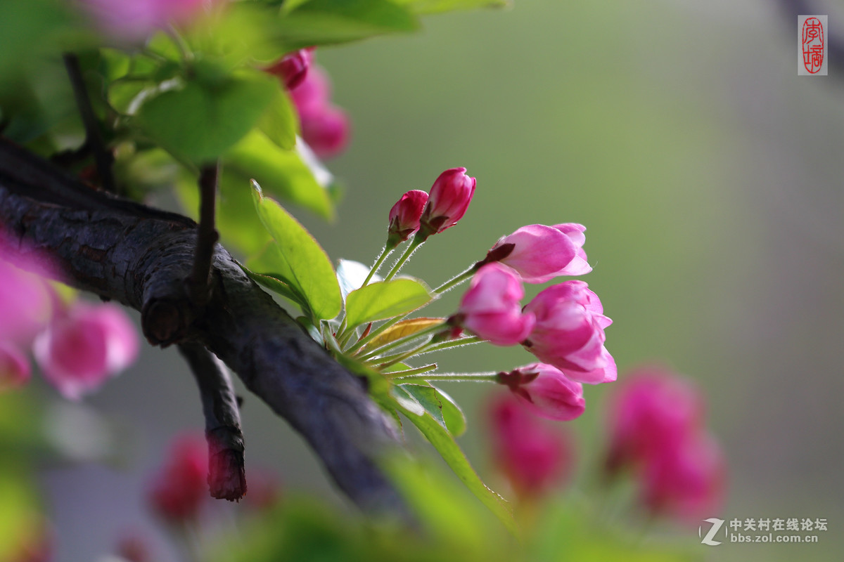 #佳能月赛-与佳能一起去踏青#－－海棠放春
