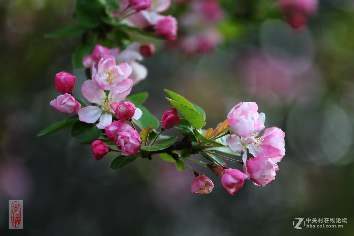 #佳能月赛-与佳能一起去踏青#－－海棠放春