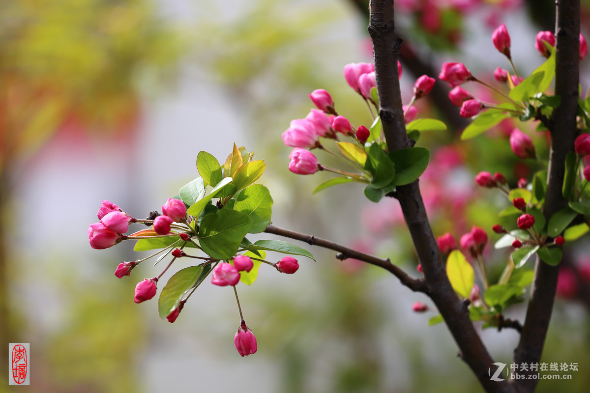 #佳能月赛-与佳能一起去踏青#－－海棠放春