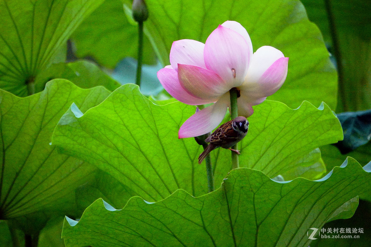 紫竹院公園打鳥