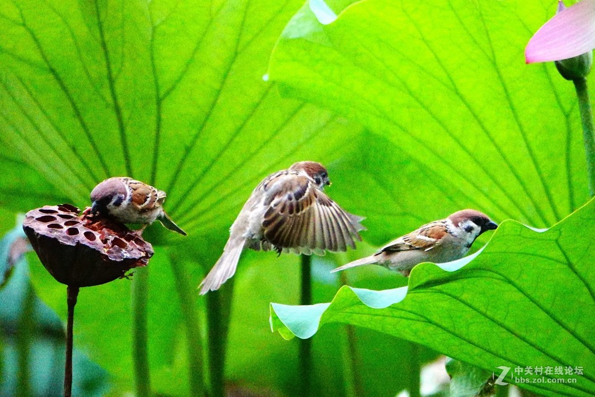 紫竹院公園打鳥