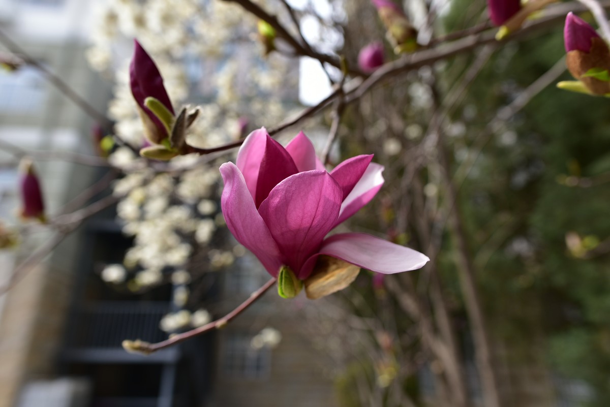 玉兰花