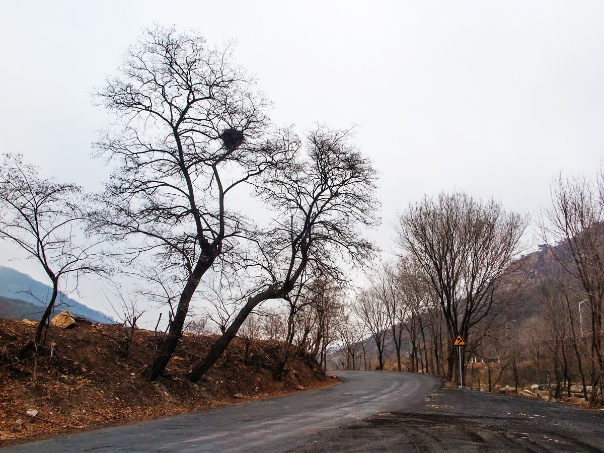 2018-03-18：山间树木