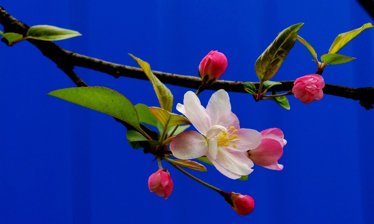 漂亮鮮豔海棠花