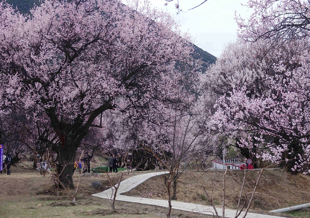 桃花时节游西藏