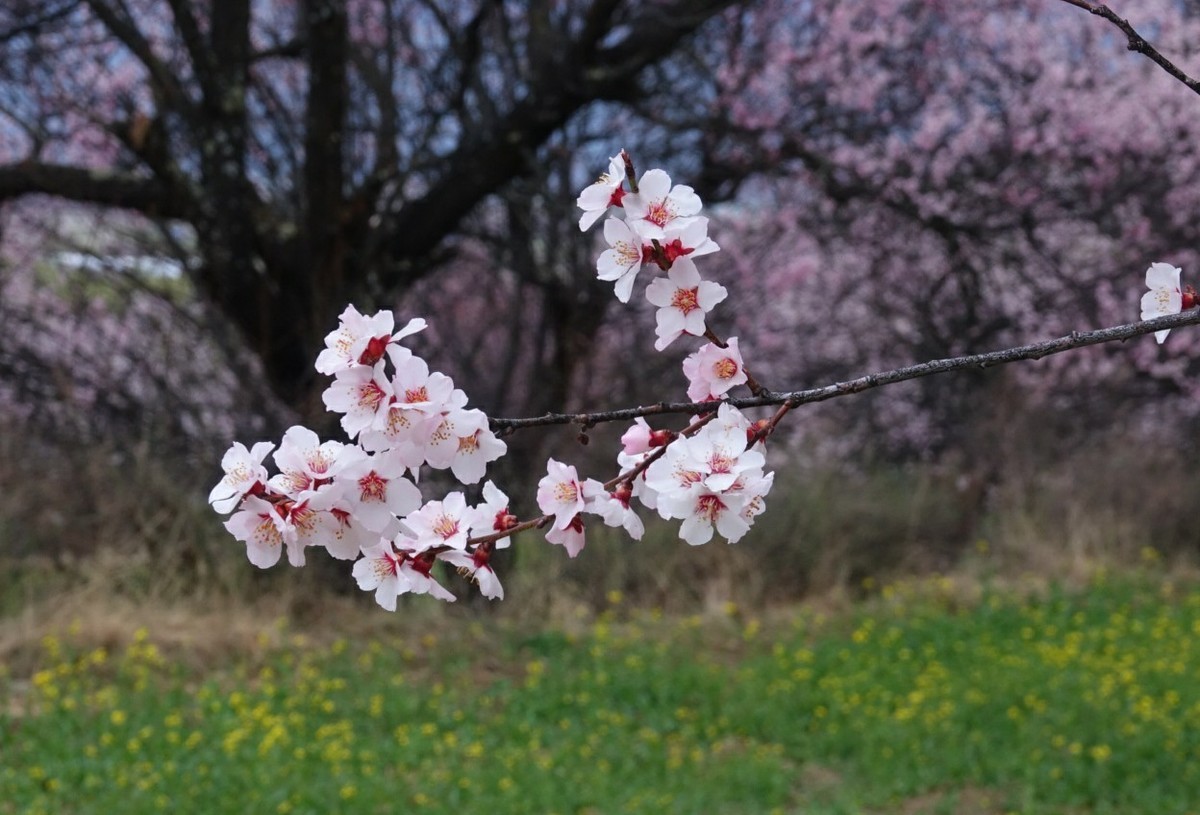 桃花时节游西藏