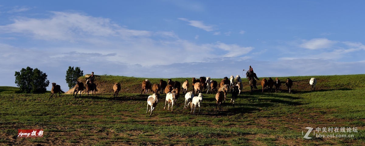 请假帖——奔驰在草原上的骏马