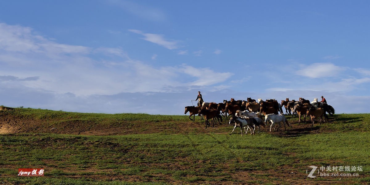 请假帖——奔驰在草原上的骏马