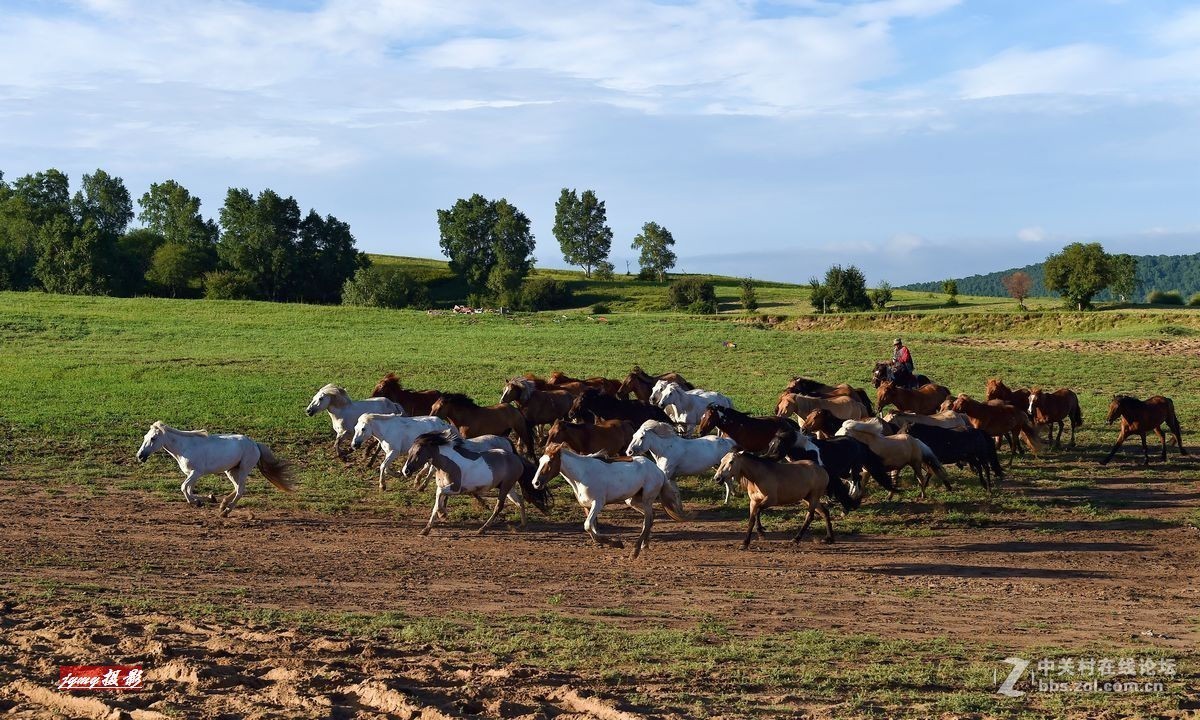 请假帖——奔驰在草原上的骏马