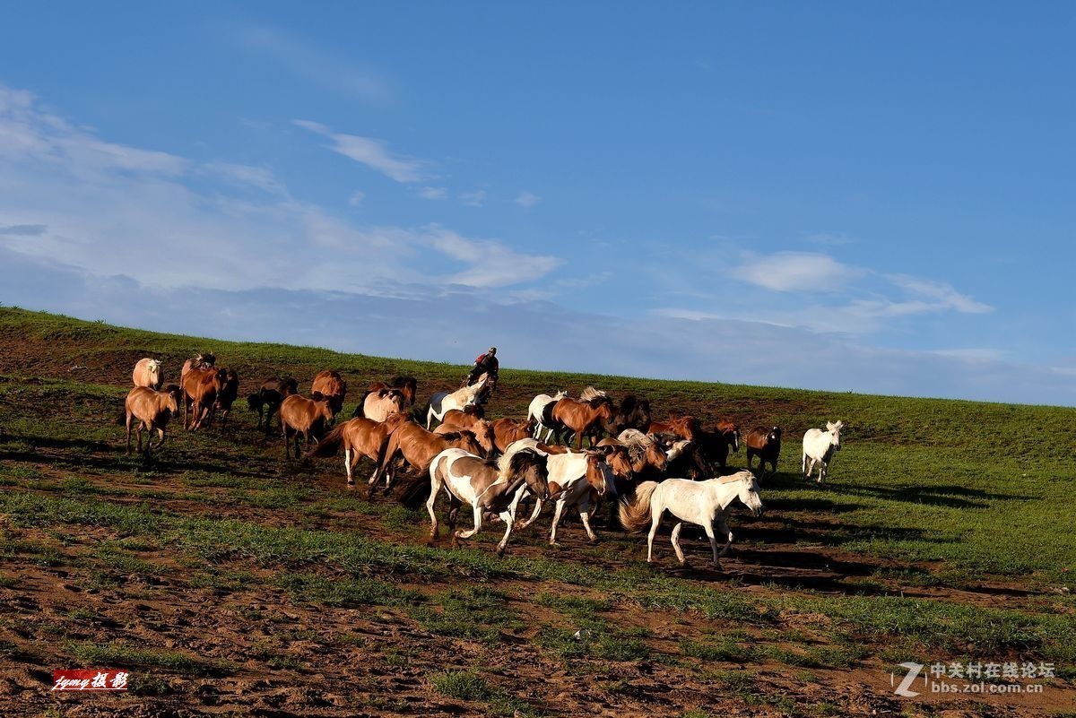 请假帖——奔驰在草原上的骏马