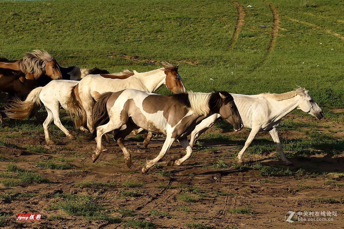 请假帖——奔驰在草原上的骏马