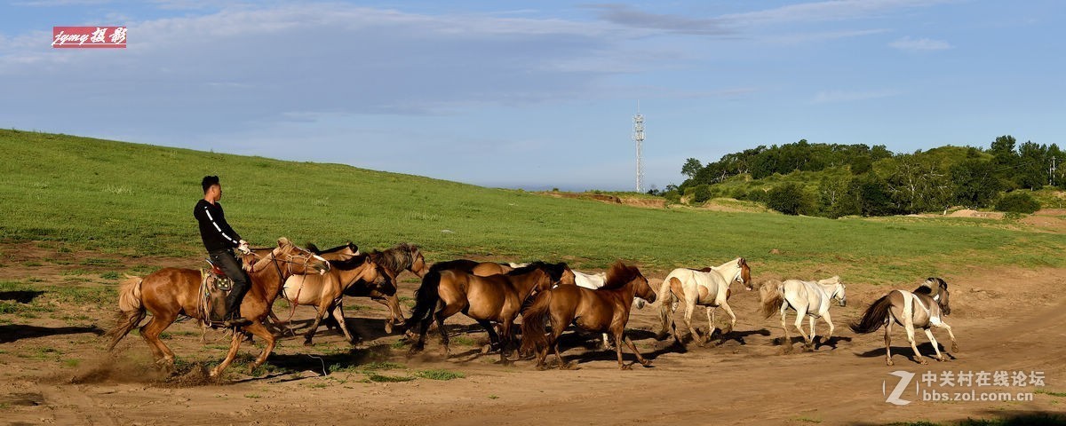 请假帖——奔驰在草原上的骏马