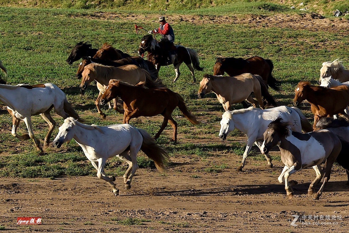 请假帖——奔驰在草原上的骏马