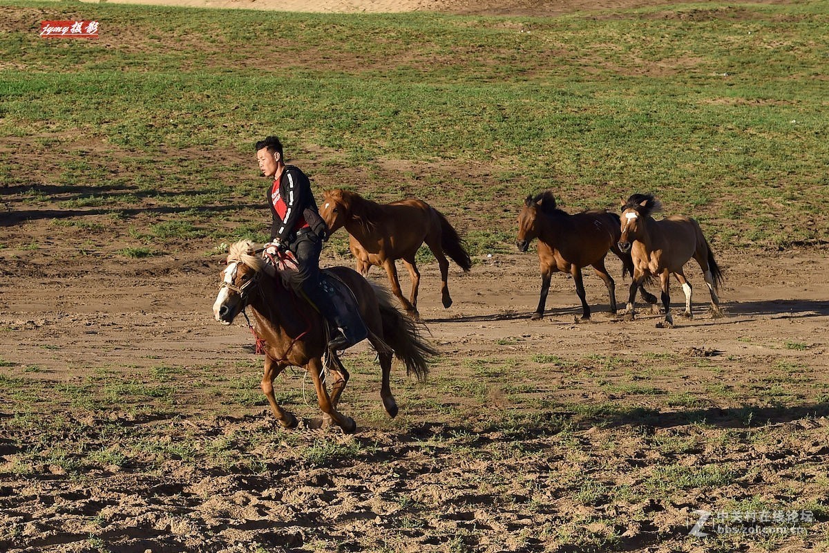 请假帖——奔驰在草原上的骏马