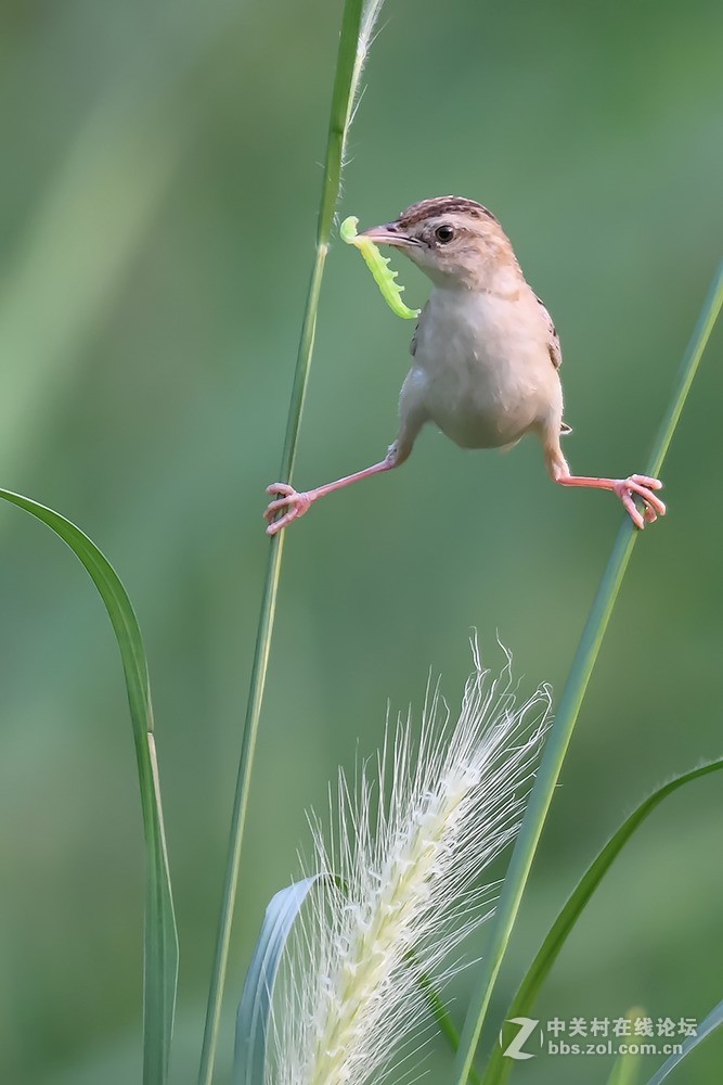 小型鸟棕扇尾莺