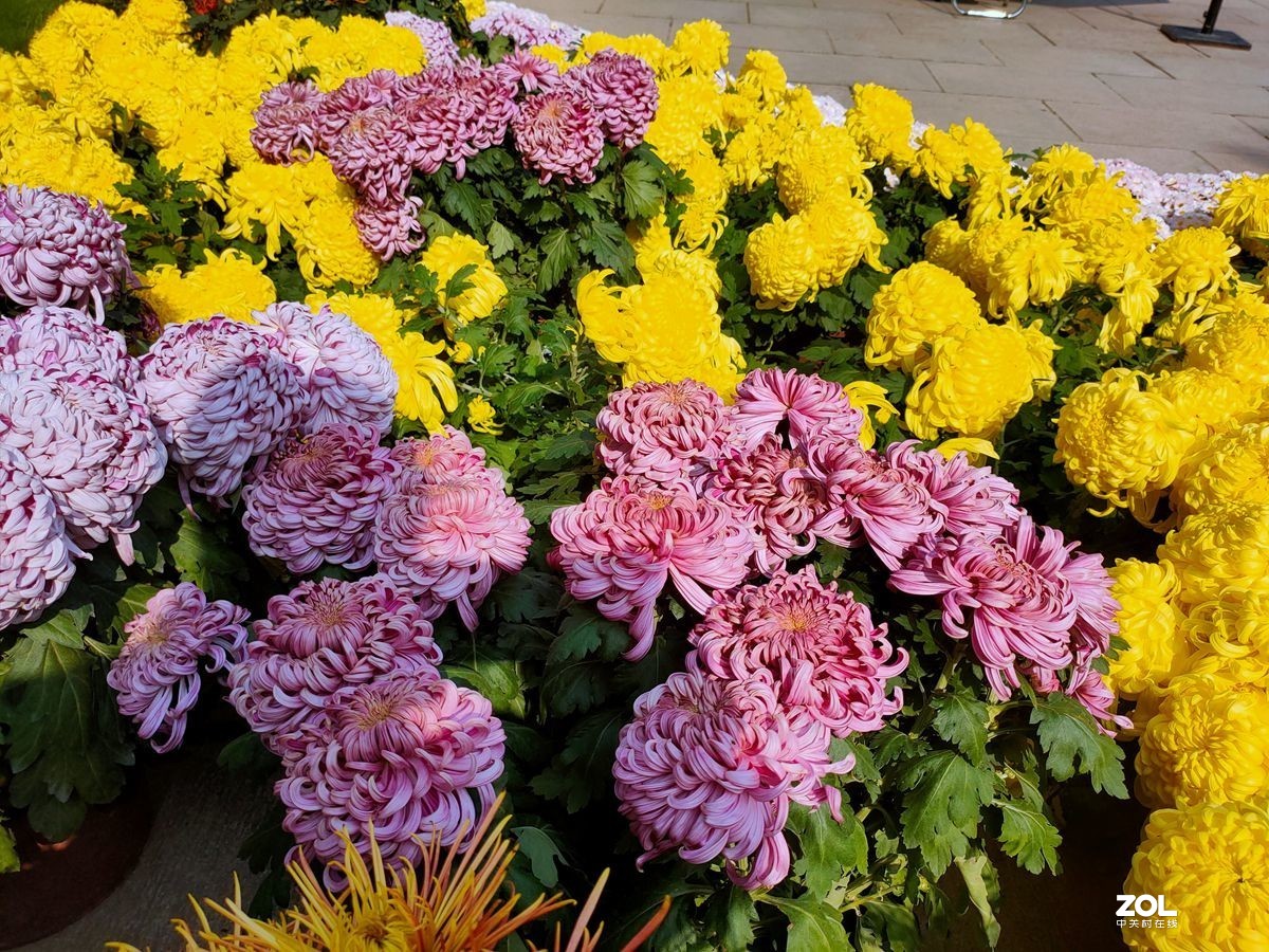 花卉系列【1612】