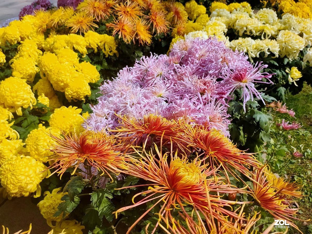 花卉系列【1612】