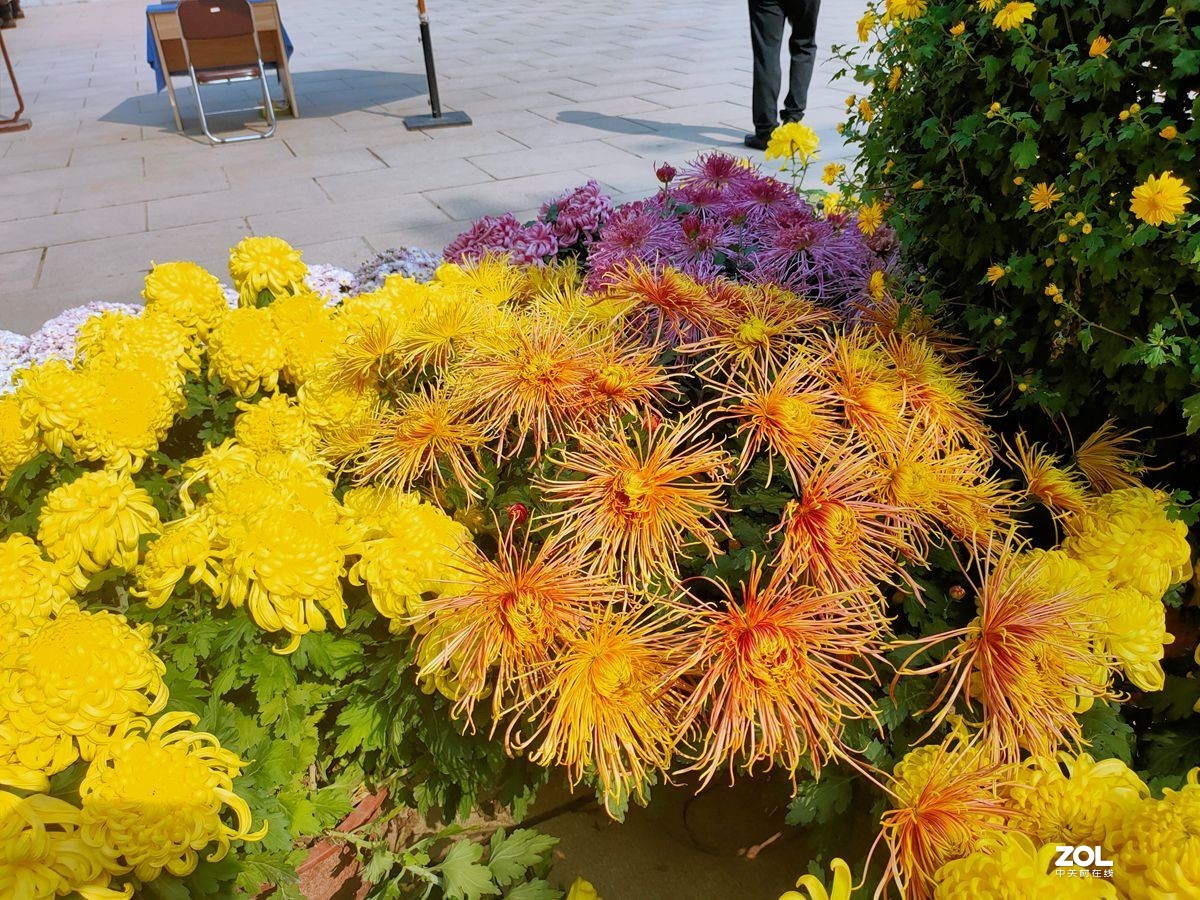 花卉系列【1612】