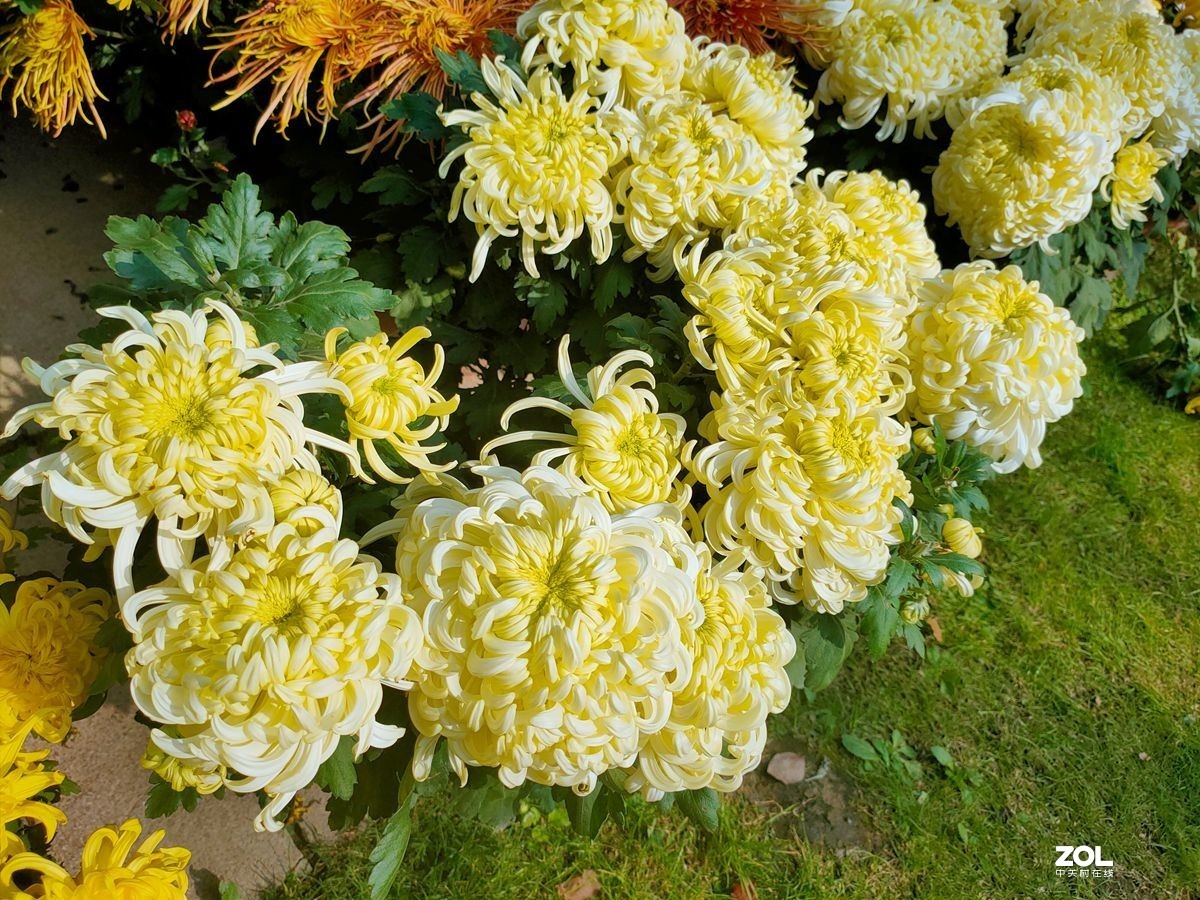 花卉系列【1612】