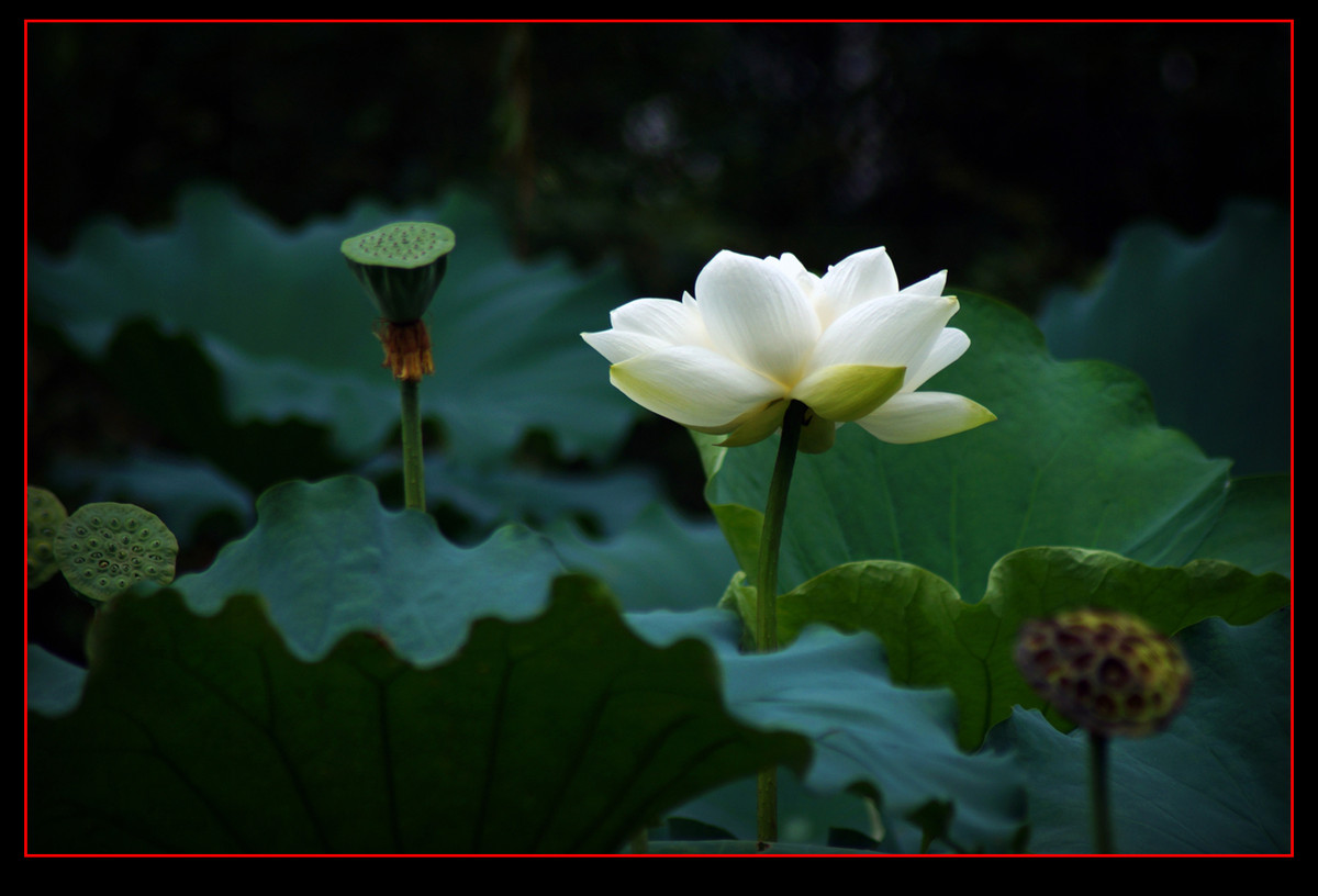 白莲花与红莲花