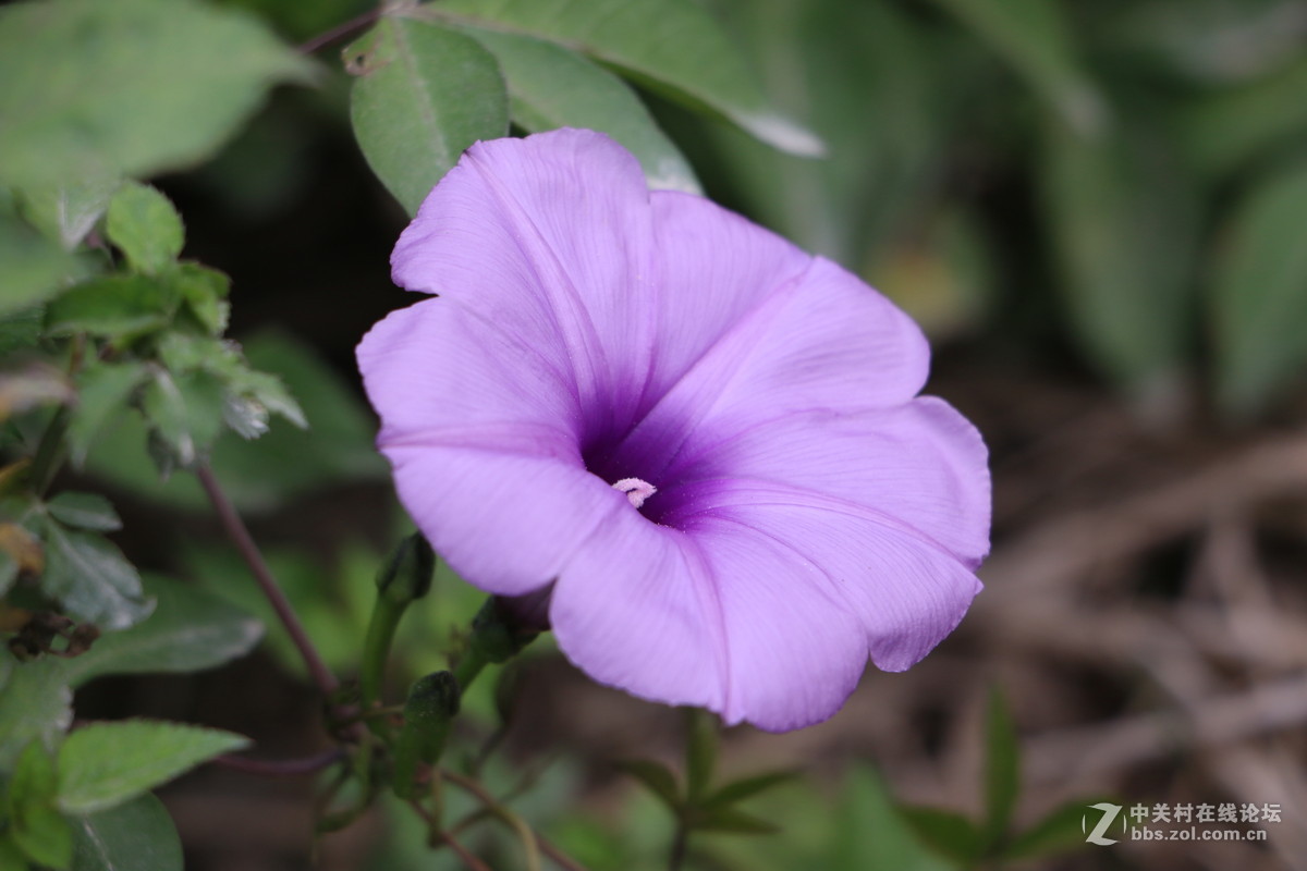 随拍几张路边的花花！