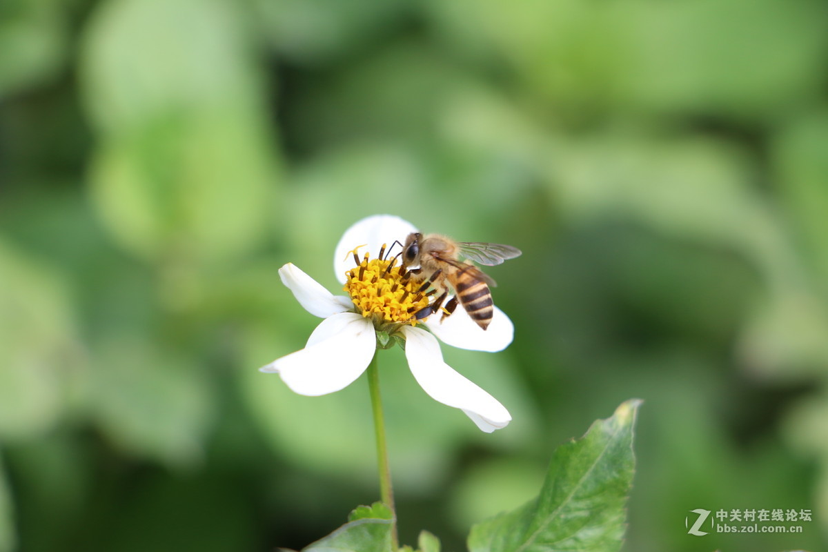 随拍几张路边的花花！