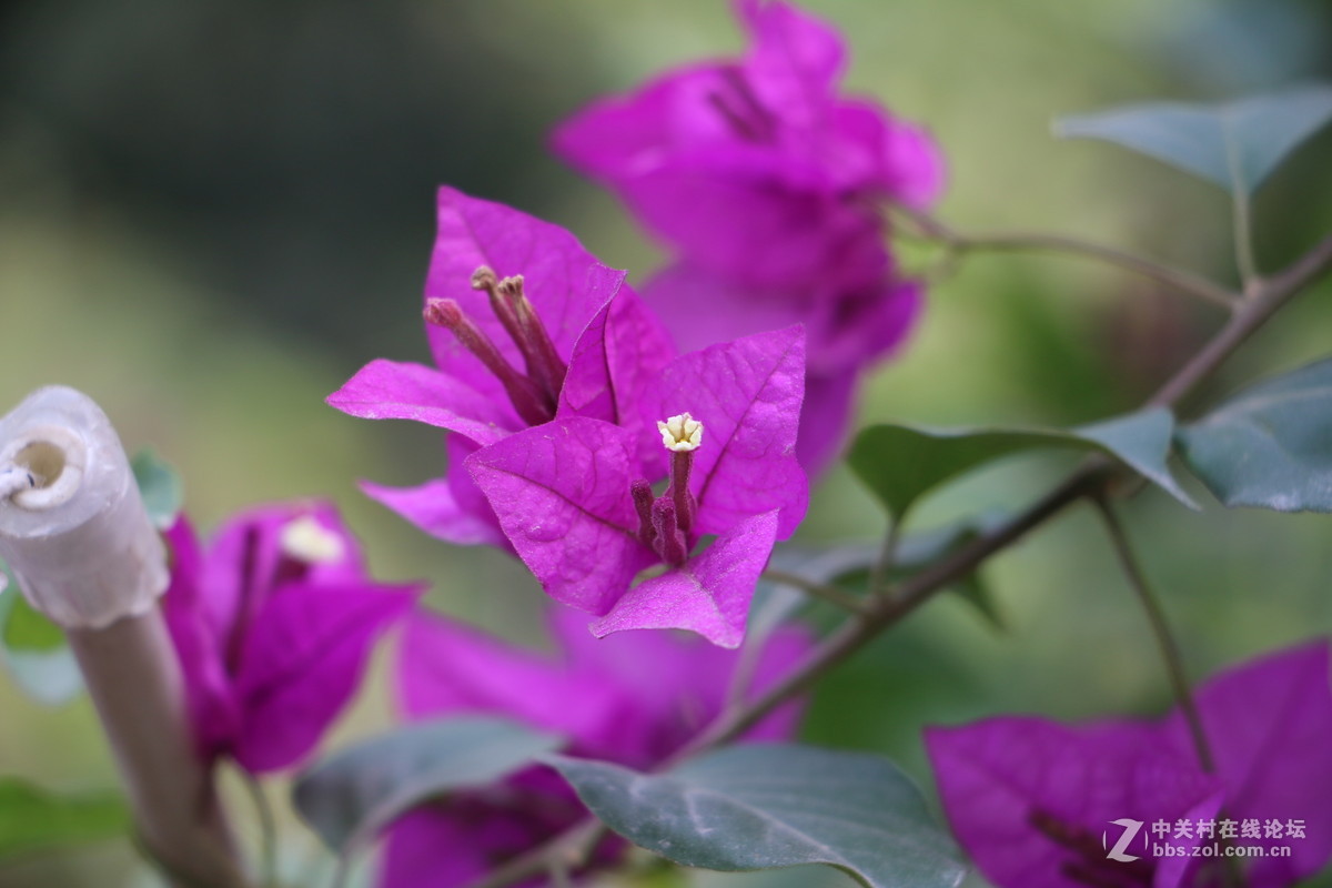 随拍几张路边的花花！