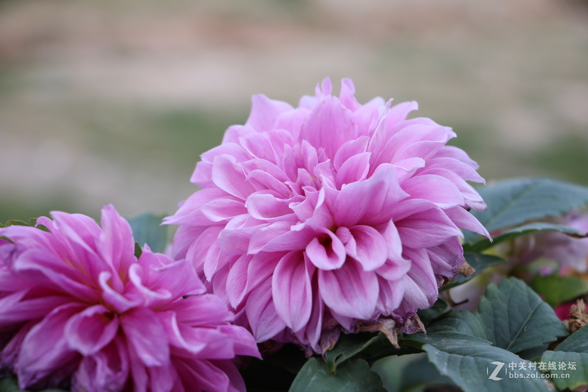 随拍几张路边的花花！