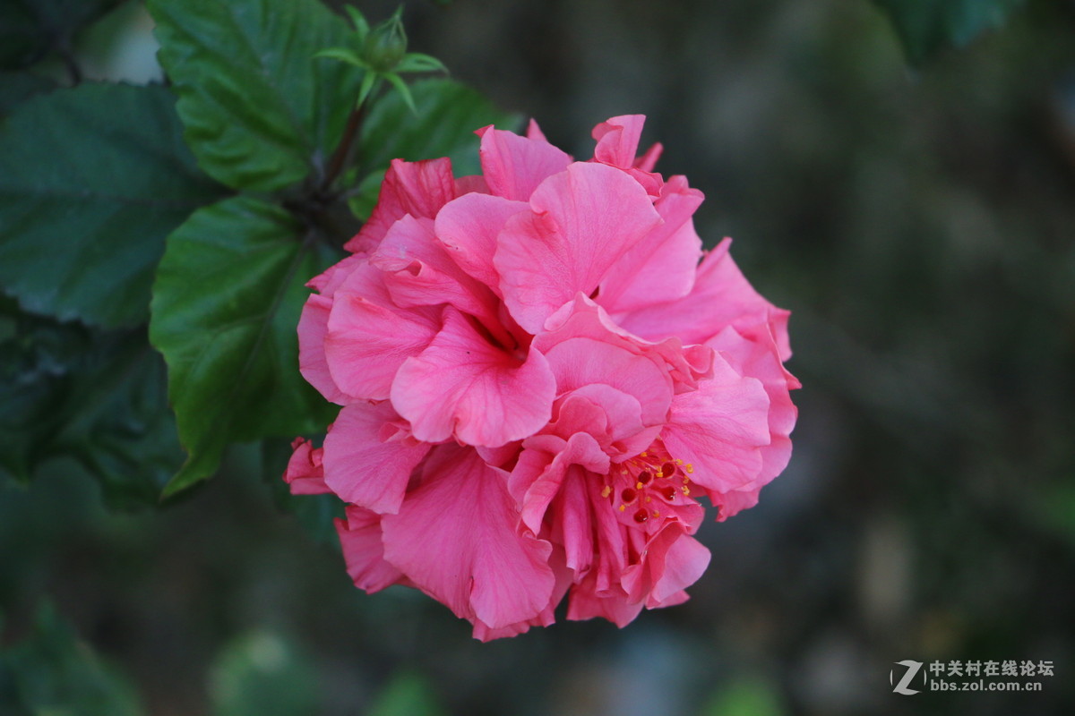 随拍几张路边的花花！