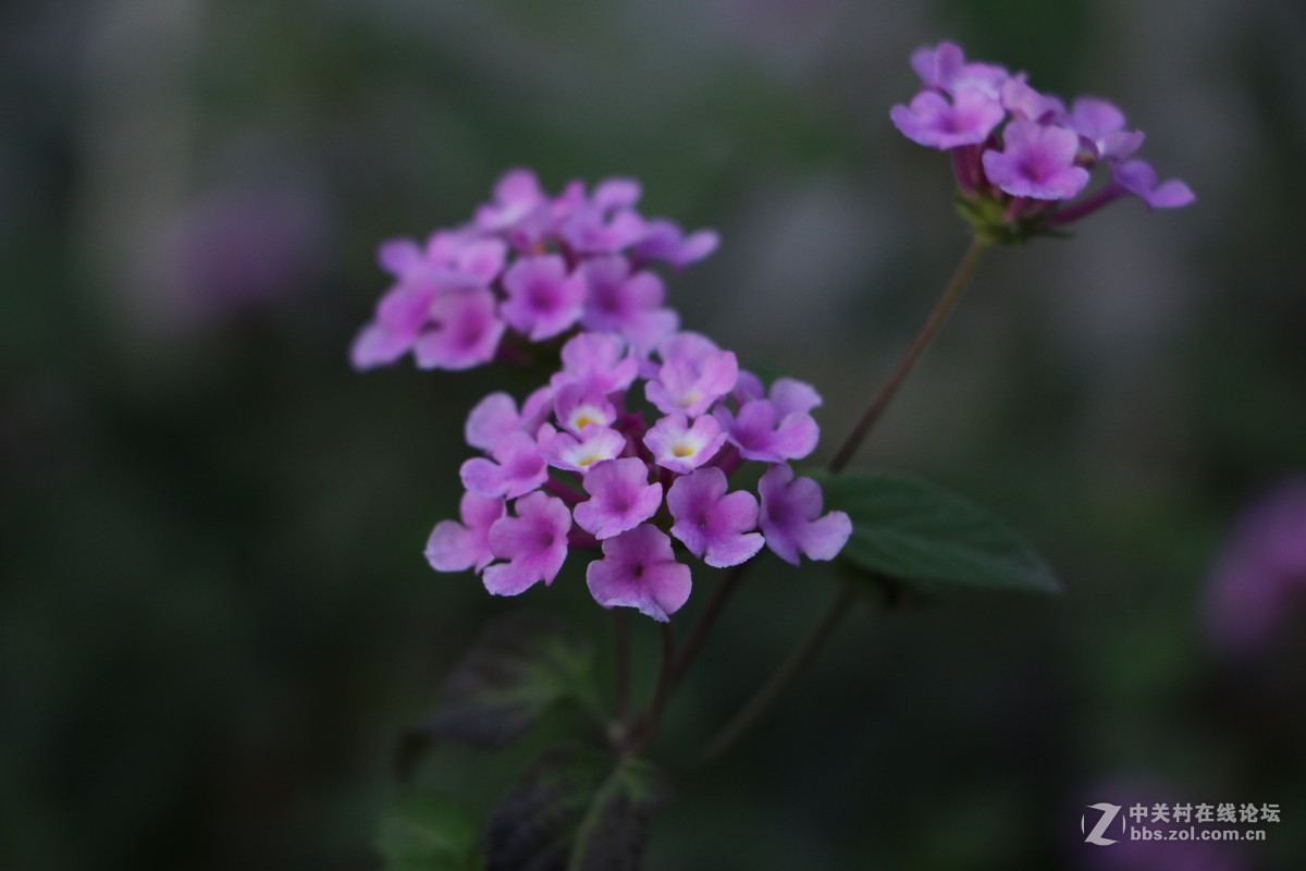 随拍几张路边的花花！