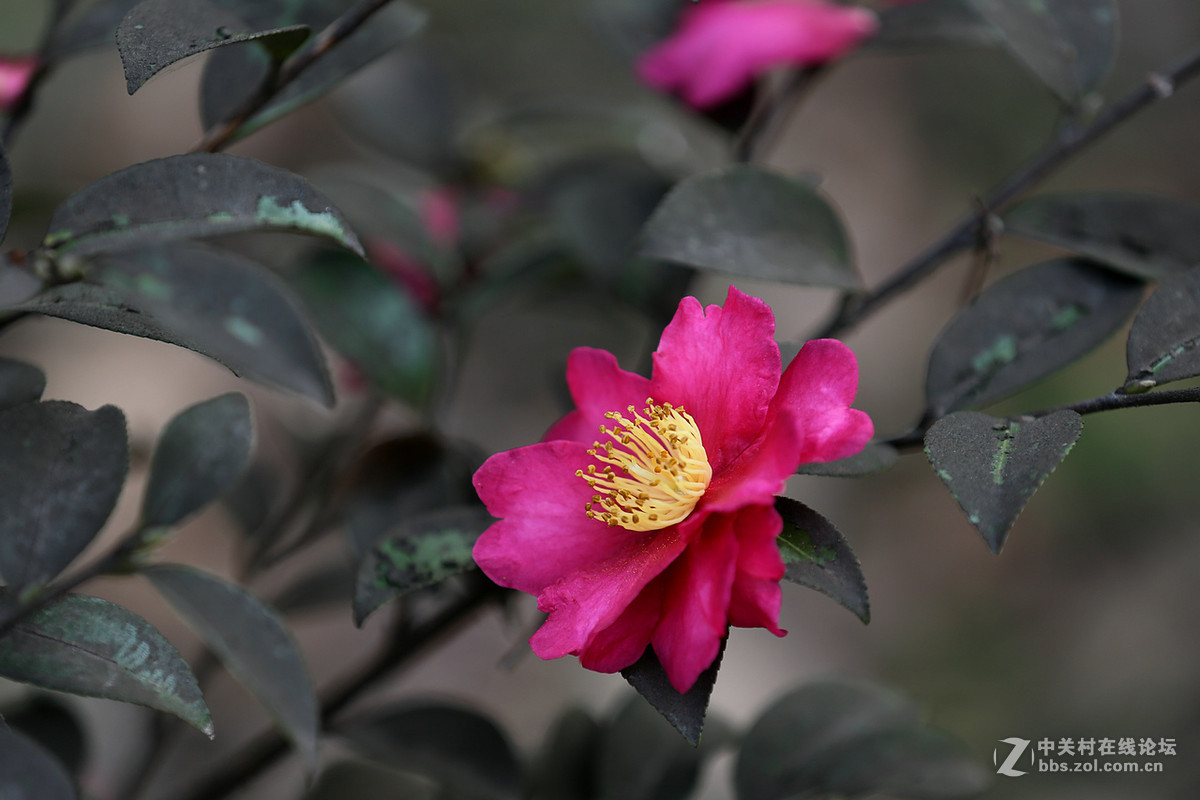 茶花一组，贺红河星空(中国)开坛，祝好友“华电昆明人”红河星空(中国)出任首任执行官