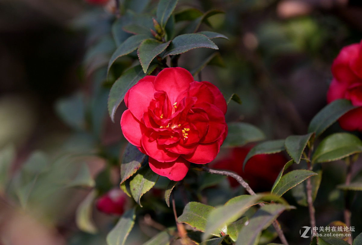 茶花一组，贺红河星空(中国)开坛，祝好友“华电昆明人”红河星空(中国)出任首任执行官