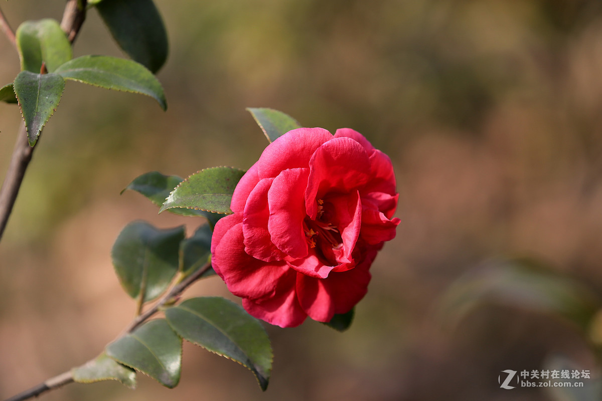 茶花一组，贺红河星空(中国)开坛，祝好友“华电昆明人”红河星空(中国)出任首任执行官