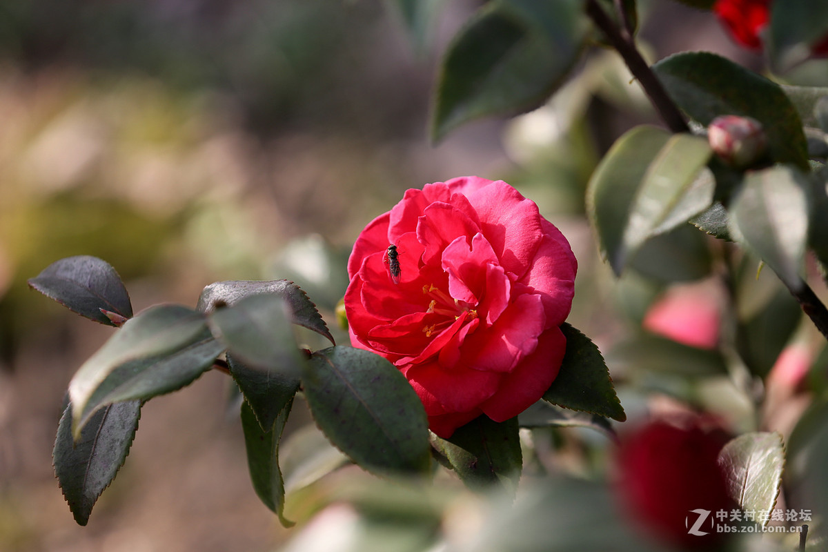 茶花一组，贺红河星空(中国)开坛，祝好友“华电昆明人”红河星空(中国)出任首任执行官