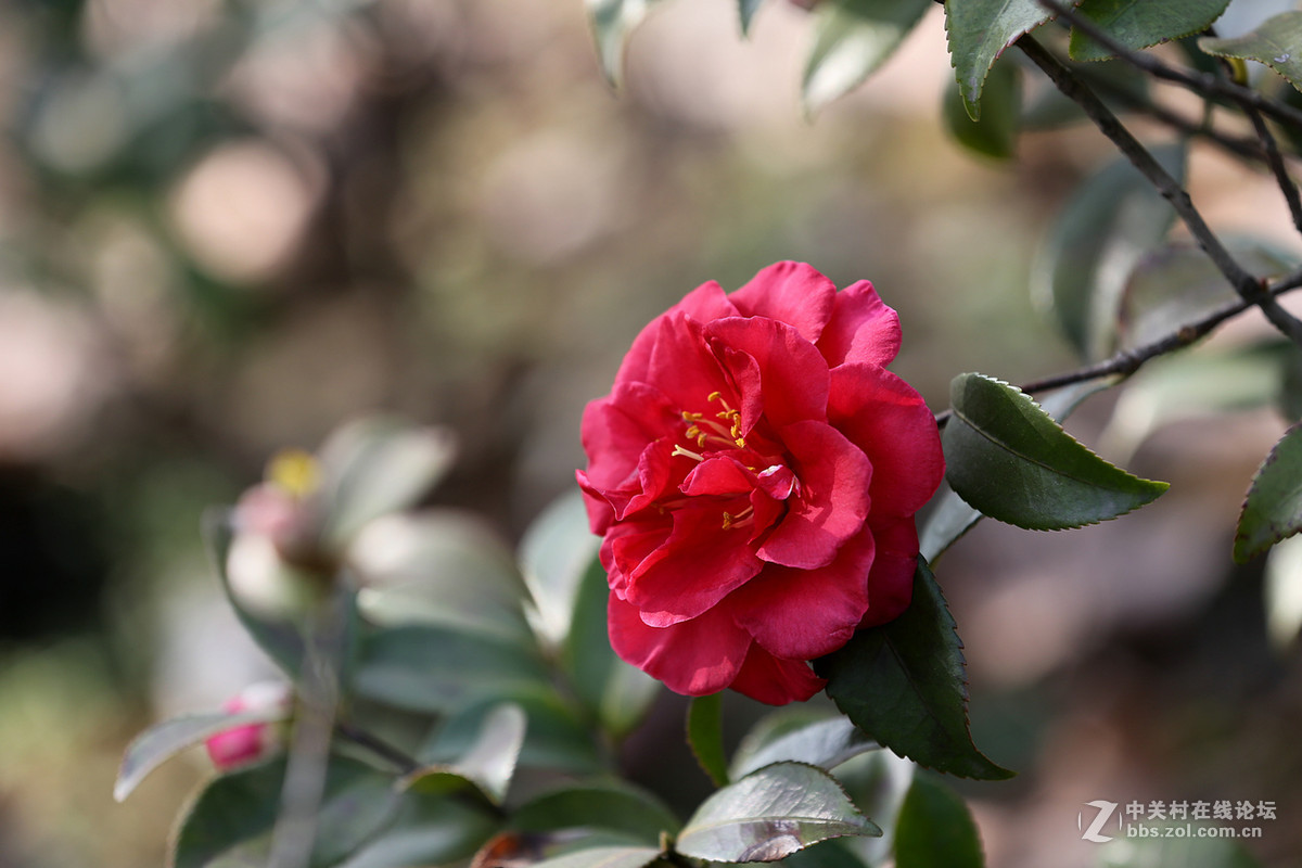 茶花一组，贺红河星空(中国)开坛，祝好友“华电昆明人”红河星空(中国)出任首任执行官