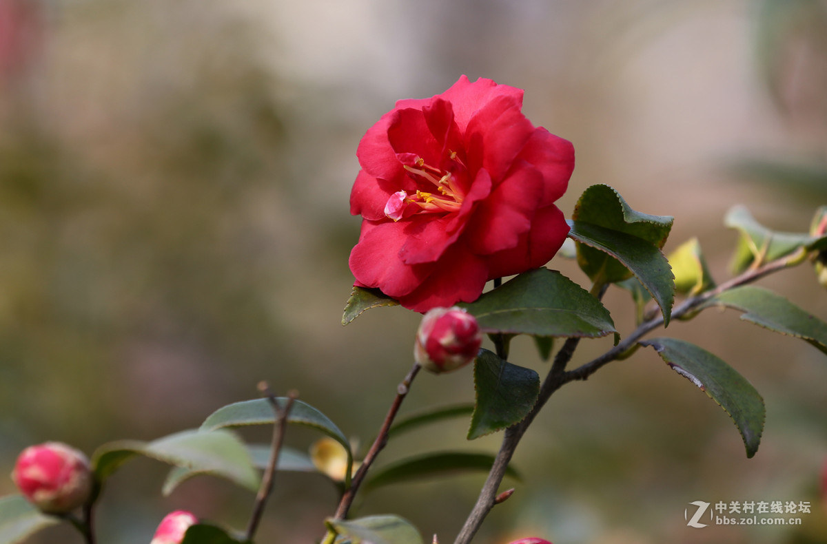 茶花一组，贺红河星空(中国)开坛，祝好友“华电昆明人”红河星空(中国)出任首任执行官