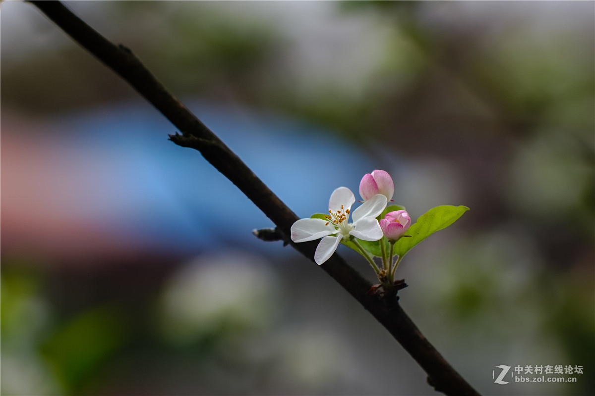 2016年春 一组海棠花